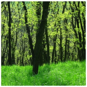 Odstíny zelené - V lese