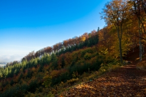 Odstíny zelené - Podzimní cesta