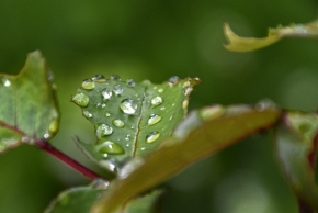 Odstíny zelené - V zahrádce po dešti