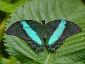 Odstíny zelené - Motýl