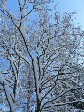 A zima je krásná - Strom