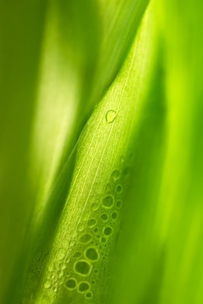 Odstíny zelené - Fotograf roku - Kreativita - III.kolo - po dešti