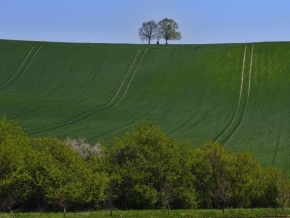 Odstíny zelené - Stromy na kopci