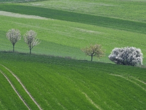 Odstíny zelené - Kvetoucí keře a stromy na jaře