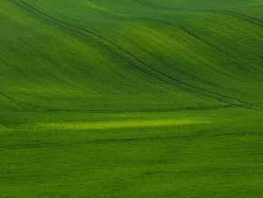 Odstíny zelené - Odstíny zeleného pole