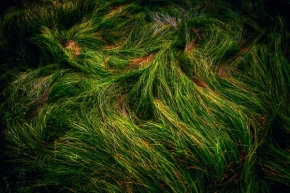 Odstíny zelené - Fotograf roku - Kreativita - III.kolo - V trávě