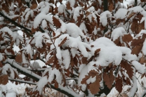Příroda v detailu - Dub pod sněhovou peřinou