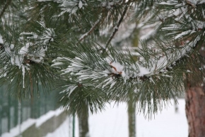 Příroda v detailu - Sněhánky na větvi