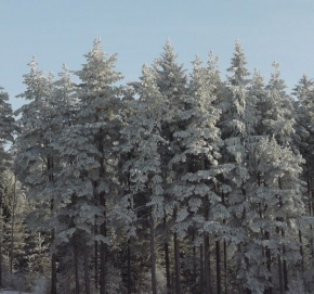 A zima je krásná - Stromy