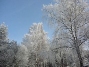 A zima je krásná - Stromy 2