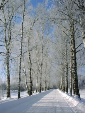 A zima je krásná - Alej Maxe Švabinského