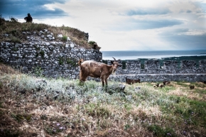 Fotograf roku na cestách 2020 - Koza v Albánii
