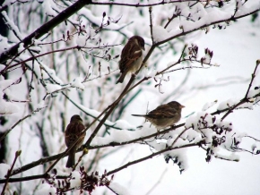 A zima je krásná - Fotograf roku - kreativita - Ptáci