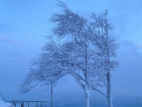 Kouzlení zimy - Osamoceny strom