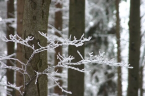Kouzlení zimy - V lese...