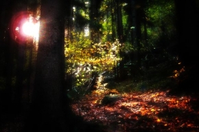 Světlo, stín a barva - Barvy lesa