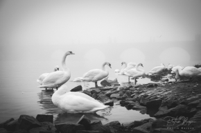 Řeky a potoky, moře a jezera - Mlhavá ráno s labutěmi u Vltavy