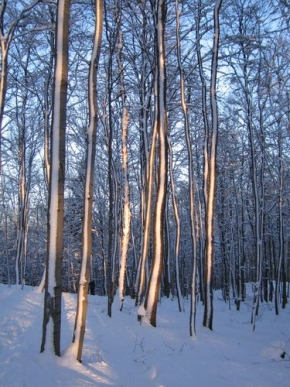 Vladimíra Velínská - Stromy v zimě
