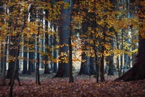 Kateřina Šedová - Zlatý les