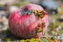 Květa Novotná -Zájem o jablko