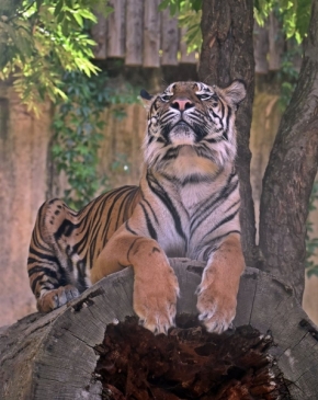 Děti a zvířata - Tygr Zoo Jihlava