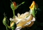 Iva Matulová -z růže květ