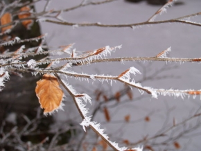 Kouzlení zimy - Chlpatý strom