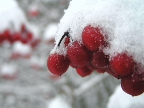 Kouzlení zimy - Zralé plody