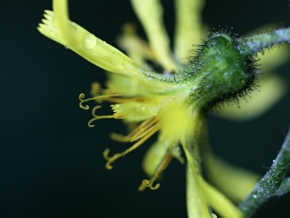 Fotograf roku v přírodě 2020 - žlutý květ