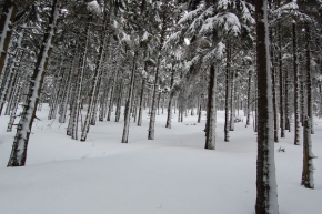 A zima je krásná - Krkonošský les