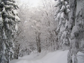 A zima je krásná - V lese