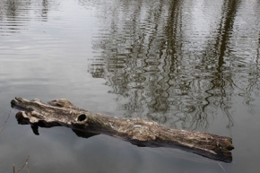 Řeky a potoky, moře a jezera - Krokodýl ze dřeva