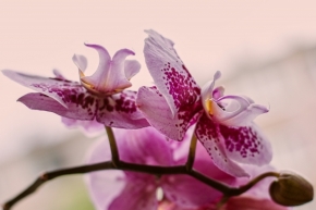 Jan Kliner - Fialová orchidej