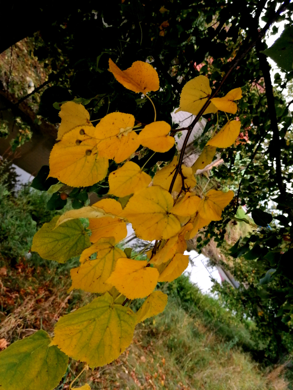 hrozen z listí (začátek podzimního barvení)
