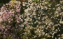 Iva Matulová -s třešní a magnolií