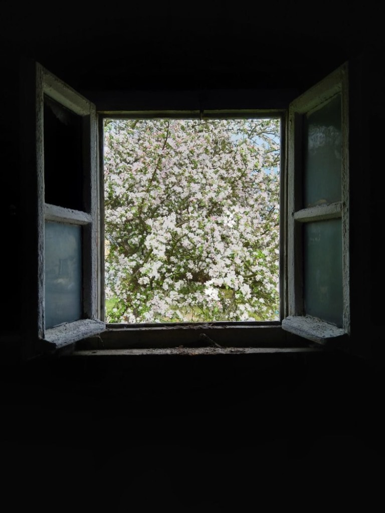 okno a strom