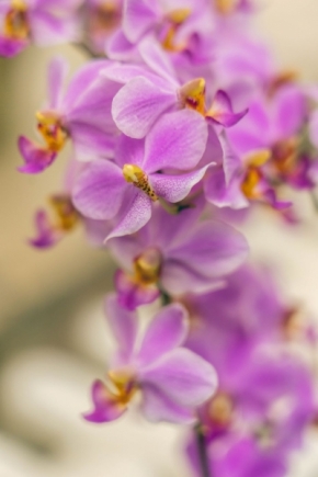 Domácí květiny - Orchidejová krása
