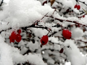 A zima je krásná - Prvý sneh