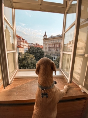 Pohled z okna - Očima psa
