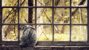 Attila Zinčak - Kočka v okně