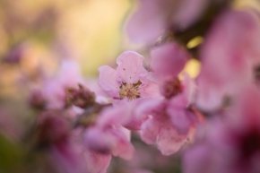 Domácí květiny - Květ nektarinky