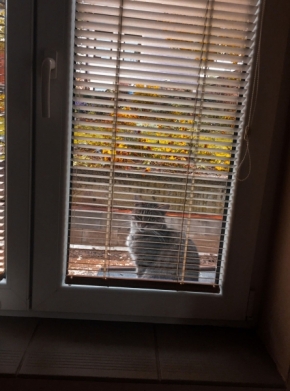Pohled z okna - Kočka