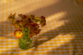 Domácí květiny - na stole