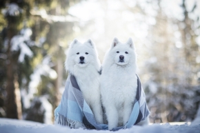 Dva - Gaučáci na sněhu