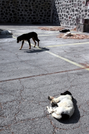 Život se zvířaty - Ráno na Santorini