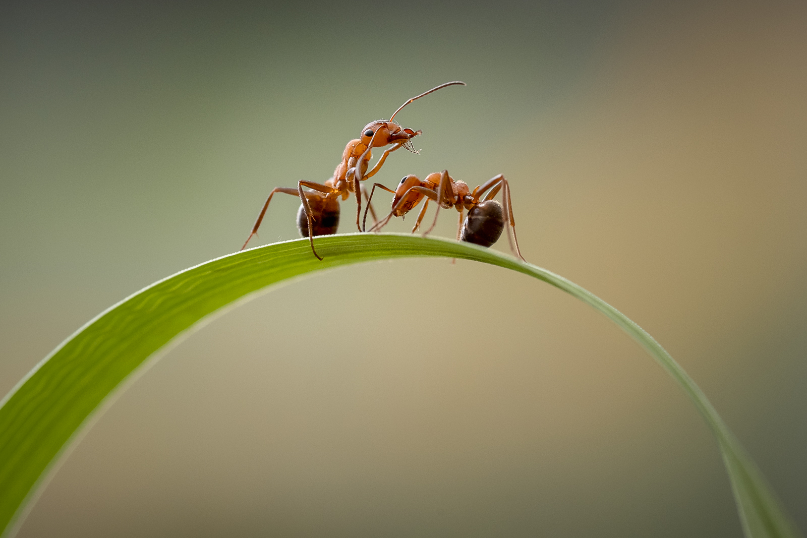 Mravenčí výchovná metoda.
