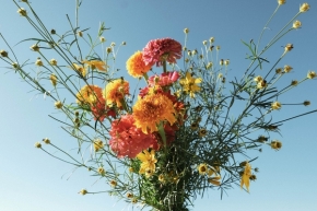 Domácí květiny - Malé radosti