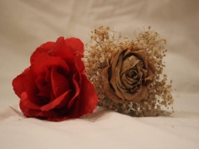 Dva - Růže