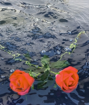 Dva - Růže ve vodě