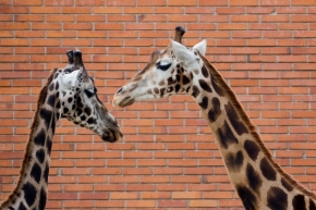 Dva - Žirafy